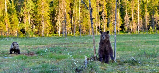 Wall Mural - cubs of brown bear (ursus arctos) in the summer forest. natural green background