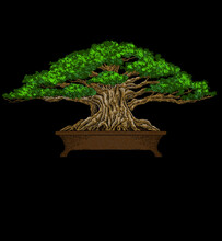 This Bonsai Tree Lives In The Tropics, This Tree Is Very Strong, The Leaves Are Very Thick And Green, The Sketch Of This Tree Is Very Elegant And Has A Nice Black Background
