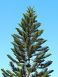 Araucaria heterophylla  Pine against bright sky background. House pine or Norfolk Island pine. A large tree with a specific shape branched into tiers, tiered shape. Chilean pine tree on sofe sunshine
