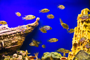 Wall Mural - Diamond Cichlasoma fish in aquarium on a blue background (Herichthys cyanoguttatus)