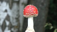 Beautiful Mushroom Fly Agaric Amanita Muscaria Rotating On Blur Forest Background