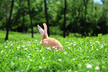 rabbit in the grass