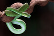 Green albolaris snake side view, animal closeup, green viper snake closeup head 