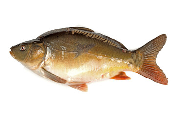 Poster - fish on white background