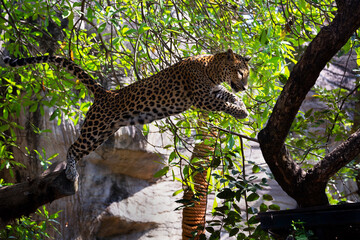 Canvas Print - A leopard is resting in the natural forest.