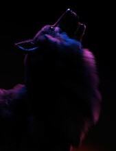 Wolf In Red And Blue Rim Light. Dark Mysterious Portrait. Side View. 3D Render.
