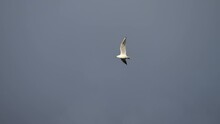 A Black Headed Gull In Flight On A Cloudy Day In Winter
