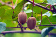 Kiwi fruits on a tree branch among green leaves.