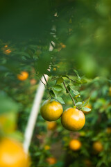 Wall Mural - Ripe oranges on branches have green leaves Orange in farm.