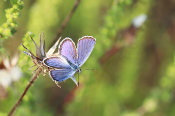 Wall Mural - Common blue butterfly on a grass close up. Polyommatus icarus on green meadow, beauty of nature