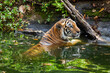 Tiger swimming in green nature.