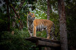 The tiger action standing on the wooden floor that extended out of the tree.