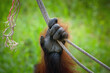 Orangutan hands holding a rope on green background.