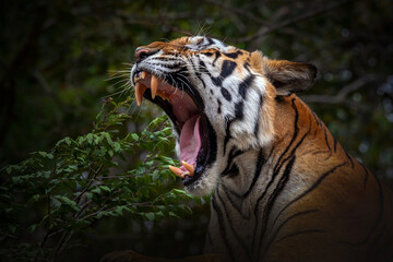 Wall Mural - The tiger opened his mouth and bared his teeth.