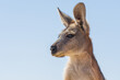 © Austockphoto - Close up view of a kangaroo's head and face with large ears