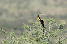  Long Tailed Paradise Whydah Beautiful Bird In Namibia
