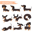 Set of dachshund dogs in different poses. Vector cartoon illustration. Domestic pet. Design for print