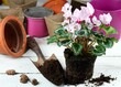 Replanting of pink cyclamen flower. Transplanting of Cyclamen persicum, flower pots and a shovel  on white wooden table.