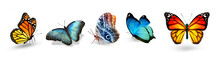 Set Of Color Tropical Butterflies, Isolated On The White Background