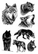 Graphical set of wolfs isolated on white background,vector elements, eps 10 illustration