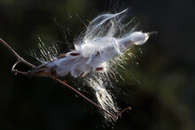 Shot Of A White Fibrous Milkweed Plant With Seeds Exposed On An Autumn Day.