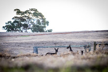 Two Kangaroos In An Open Field With One Looking At The Camera