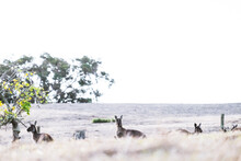 Three Kangaroo Heads Peering Above The Dry Grass On An Open Rural Property In Soft Light