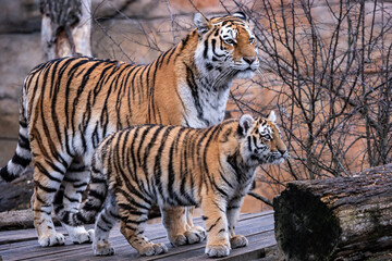 Siberian tiger with cub, Panthera tigris altaica