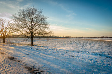 Wall Mural - Backlit shot of two bare trees in a winter landscape. The photo was taken at the end of the afternoon near the Dutch village of Terheijden, municipality of Drimmelen, province of North Brabant.