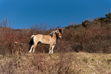 Norwegian Horses Known As Fjord Horses Are Seen In The Wild In Among Mountains Running Free And Eating In Group In Pristine Natural Mountains