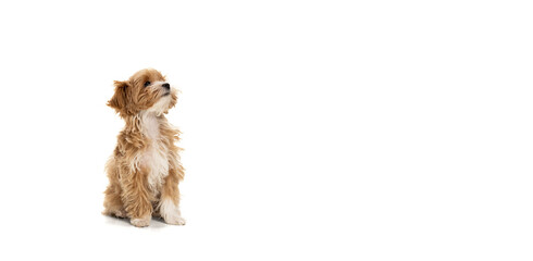 Flyer with cute dog, maltipoo golden color posing isolated over white background. Concept of beauty, breed, pets, animal life.