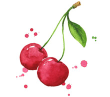 Fresh Ripe Sweet Cherry Watercolor Illustration