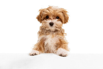 Beautiful dog, maltipoo golden color posing isolated over white background. Concept of beauty, breed, pets, animal life.