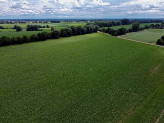 Poster - A closeup of a green field in a daylight