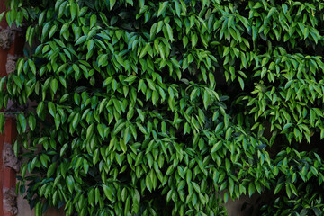 Canvas Print - A bright green bush with lush leaves