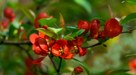  Macro of bright red spring flowering Japanese quince (Chaenomeles japonica) on blurred green background. Selective focus of flowering quince. Interesting nature concept for design. Place for your text