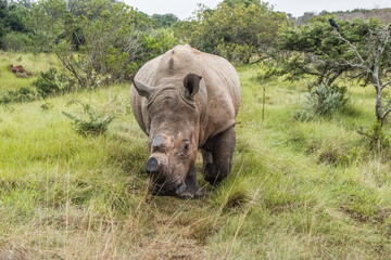 a large de-horned male white rhinocerous in the eastern cape, south africa