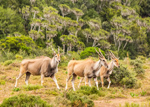 Three Adult Elands Make Their Way Across The Valley Against A Backdrop Of Euphorbia Trees In The Eastern Cape, South Africa