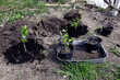 Planting rose mallow, hardy hibiscus, rose of sharon, and tropical hibiscus in the summer in the ground after winter storage