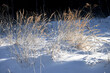 Zasypane śniegiem trawy oświetlone promieniami słońca.