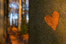 Heart On A Tree Trunk