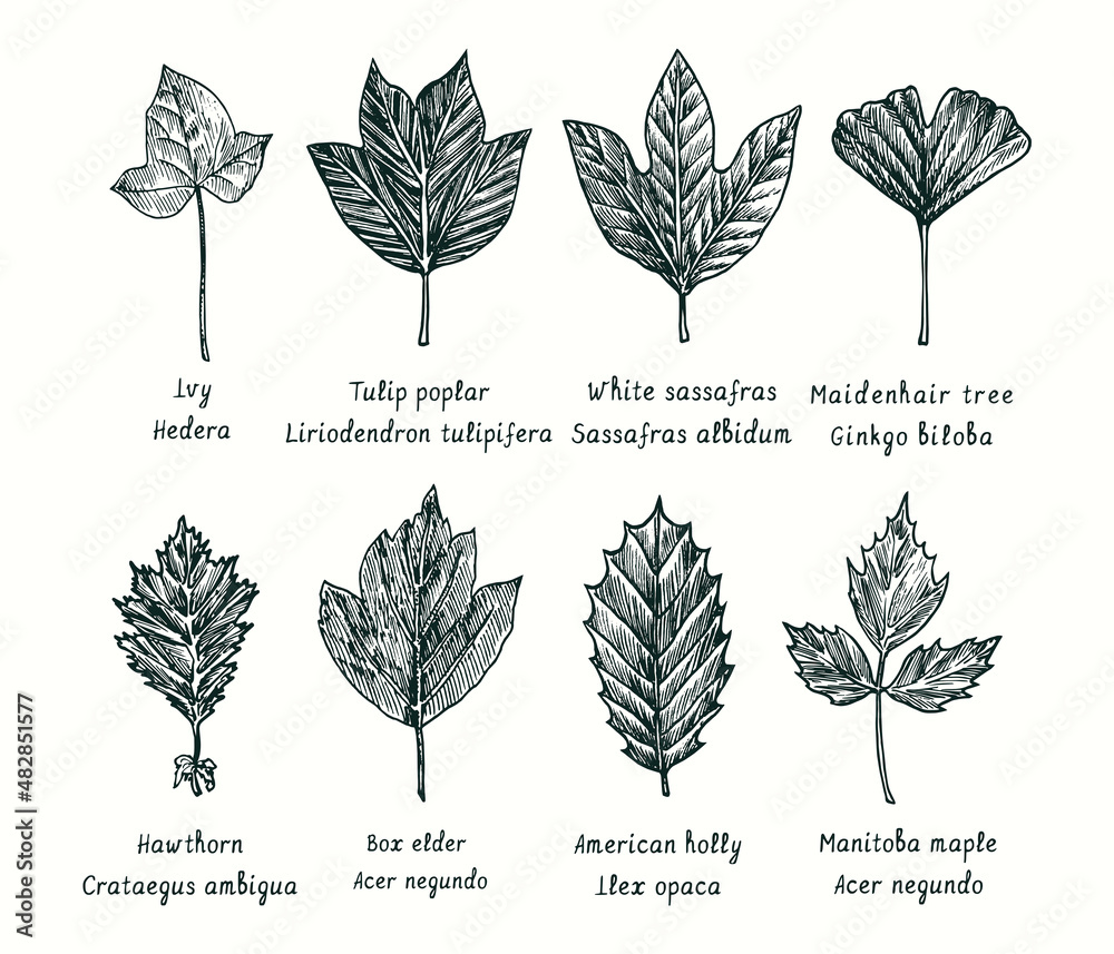 Ivy, Tulip poplar, White sassafras, Ginkgo biloba, Hawthorn, Box elder,  American holly, Manitoba maple, leaves collection. Ink black and white  doodle drawing in woodcut style. Stock Vector | Adobe Stock, image size:1000x857