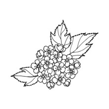 Flowering Branch Of Ornamental Shrub Hawthorn With Flowers, Buds, Leaves, Freehand Drawing With Liner.