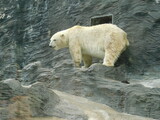 Niedźwiedź polarny w ogrodzie zoologicznym