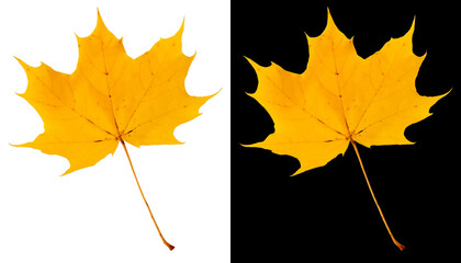 Wall Mural - Autumn maple leaf isolated on white and black backgrounds. Yellow-orange maple leaf.