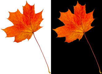 Wall Mural - Autumn maple leaf isolated on white and black backgrounds. An orange-red maple leaf with a long stem.