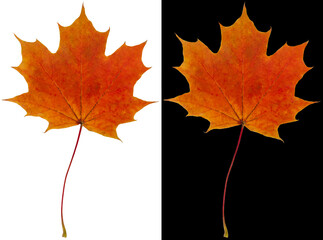 Wall Mural - Autumn maple leaf isolated on white and black backgrounds. Brown maple leaf.