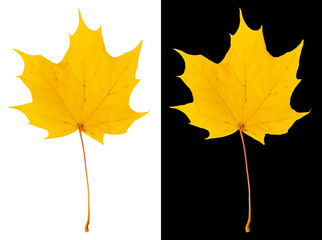 Wall Mural - Autumn maple leaf isolated on white and black backgrounds. Bright yellow maple leaf.