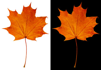 Wall Mural - Autumn maple leaf isolated on white and black backgrounds. Buffy-orange maple leaf.