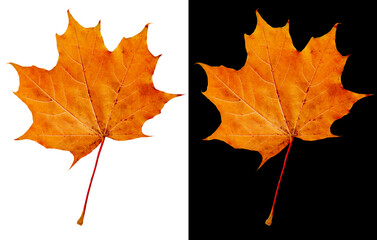 Wall Mural - Autumn maple leaf isolated on white and black backgrounds. Fallen ocher-orange maple leaf.